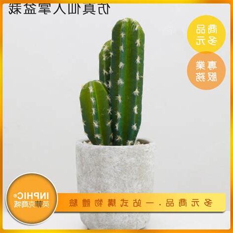辦公室 仙人掌